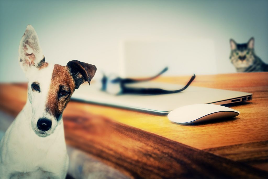 Ultimate Guide to Writing a Foolproof Pet Addendum - AccidentalRental.com