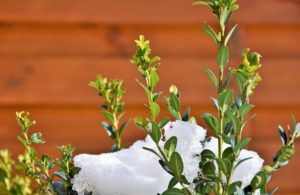 A shrub covered in snow